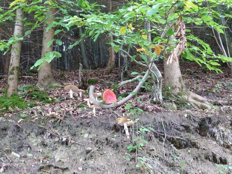 n_04 herbstliches.jpg